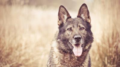 Dog face grass blurring 4k wallpaper