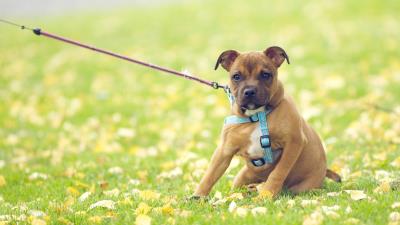 Dog face grass flowers leash 4k wallpaper