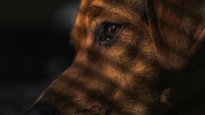 Dog face shadow eye 4k wallpaper