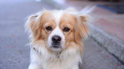 Dog face spotted nose 4k wallpaper