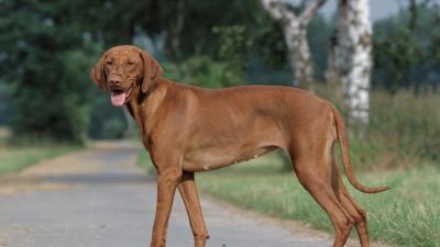 Dog female res 4k wallpaper