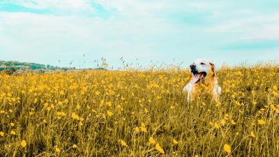 Dog field flowers 4k wallpaper