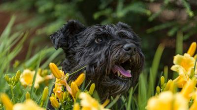 Dog flowers face protruding tongue 4k wallpaper