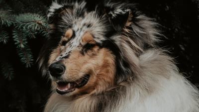 Dog fluffy glance 4k wallpaper