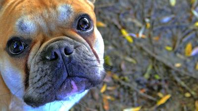 Dog french bulldog bulldog muzzle 4k wallpaper