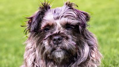 Dog furry muzzle grin 4k wallpaper