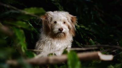 Dog furry muzzle motion blur 4k wallpaper