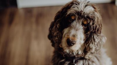 Dog furry pet 4k wallpaper