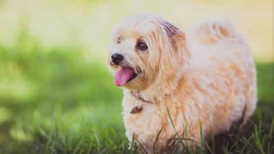 Dog furry puppy walk 4k wallpaper