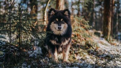 Dog glance pet 4k wallpaper