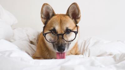 Dog glasses tongue hanging out 4k wallpaper