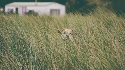 Dog grass head 4k wallpaper