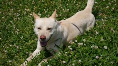 Dog grass walking playful 4k wallpaper