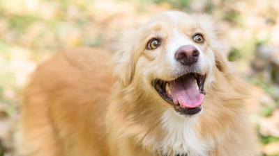 Dog happy happiness 4k wallpaper