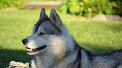 Dog husky lying grass ball 4k wallpaper