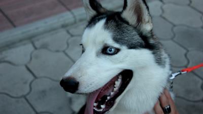 Dog husky muzzle eyes colla 4k wallpaper