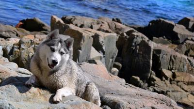 Dog husky rocks beach se 4k wallpaper