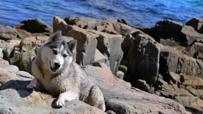 Dog husky rocks beach sea 4k wallpaper