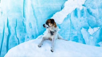 Dog ice lies 4k wallpaper