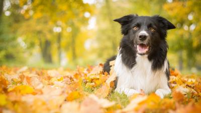 Dog leaves autumn lies 4k wallpaper