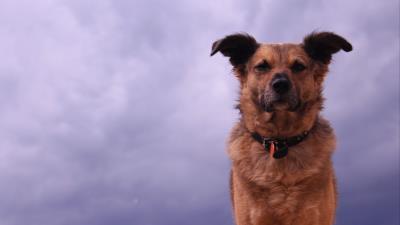 Dog look ears 4k wallpaper