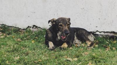 Dog lying grass 4k wallpaper