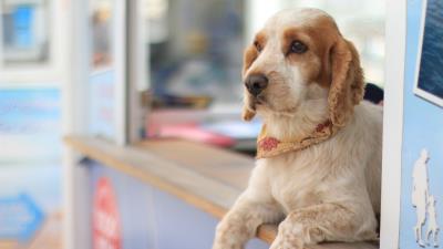 Dog lying muzzle 4k wallpaper