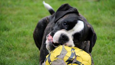 Dog muzzle ball playful image 4k wallpaper