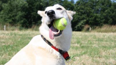 Dog muzzle ball playful 4k wallpaper