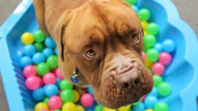 Dog muzzle balls playful 4k wallpaper