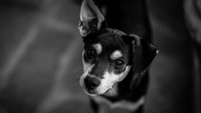 Dog muzzle bw 4k wallpaper