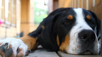 Dog muzzle ears spotted lyin 4k wallpaper