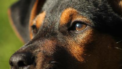 Dog muzzle eyes close up 4k wallpaper