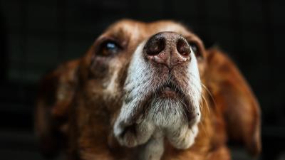 Dog muzzle eyes dark background 4k wallpaper