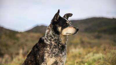 Dog muzzle eyes image 4k wallpaper