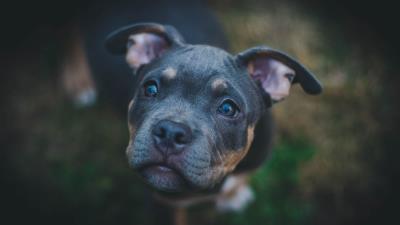 Dog muzzle eyes picture 4k wallpaper