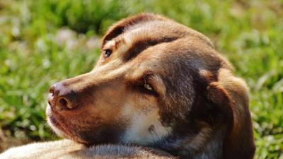 Dog muzzle eyes wallpaper 4k wallpaper