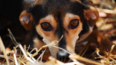 Dog muzzle eyes 4k wallpaper