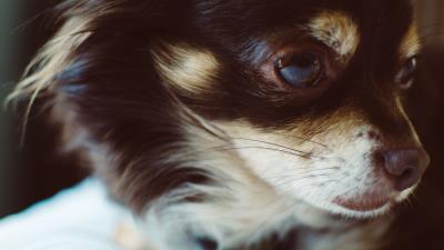 Dog muzzle fluffy small 4k wallpaper