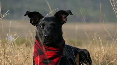 Dog muzzle handkerchief grass 4k wallpaper