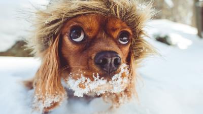 Dog muzzle hood snow 4k wallpaper
