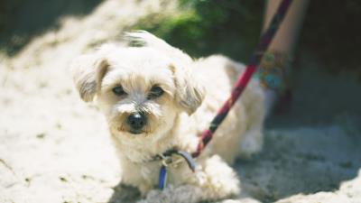 Dog muzzle leash li 4k wallpaper