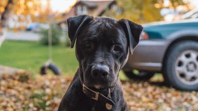 Dog muzzle look black 4k wallpaper