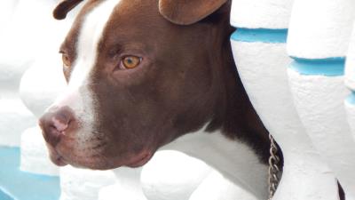 Dog muzzle look out 4k wallpaper