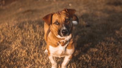 Dog muzzle look 4k wallpaper