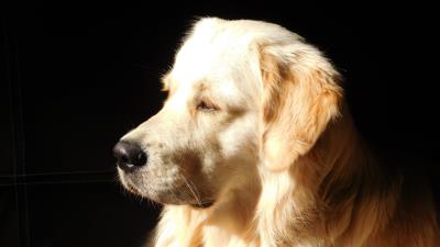 Dog muzzle profile sunshine 4k wallpaper