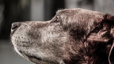 Dog muzzle profile 4k wallpaper
