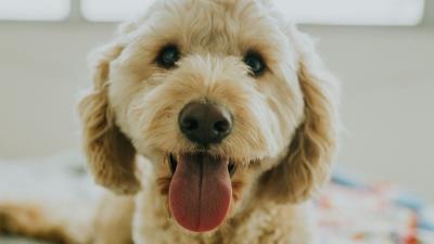 Dog muzzle protruding tongue eyes 4k wallpaper