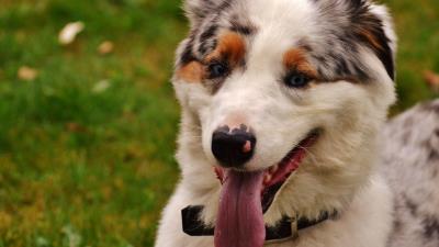 Dog muzzle protruding tongue picture 4k wallpaper