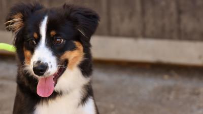 Dog muzzle protruding tongue 4k wallpaper